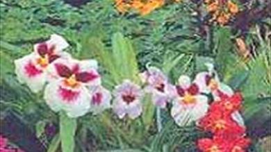 Thumbnail for Orchid Paradise