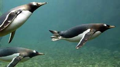 Thumbnail for Living Coasts