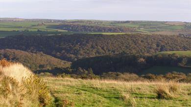 Thumbnail for Blackdown Rings