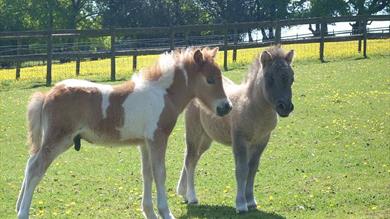 Thumbnail for The Original Miniature Pony Centre
