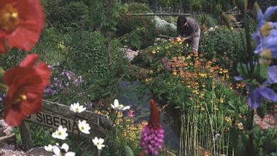Thumbnail for Plant World