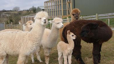 Marshmallow and herd