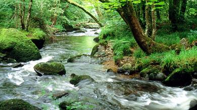 The River Teign