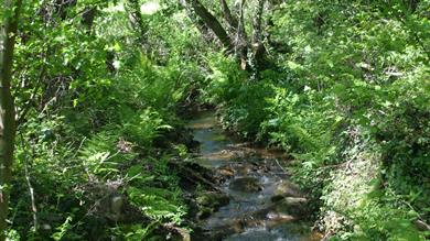 River Lemon