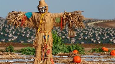 Thumbnail for A Scarecrow Trail