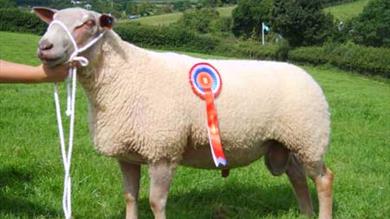 Thumbnail for Yealmpton Agricultural Show