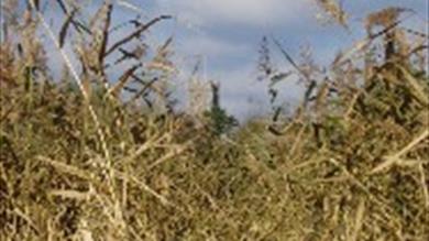 Thumbnail for Hackney Marshes