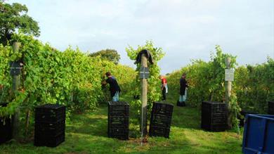 Thumbnail for Kenton Vineyard