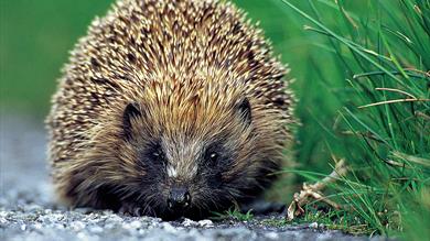 Thumbnail for Hedgehog Hospital at Prickly Ball Farm