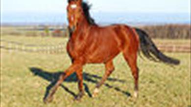 Thumbnail for Oakwood Farm Stud & Riding Centre