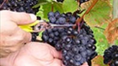 Thumbnail for Kenton Vineyard
