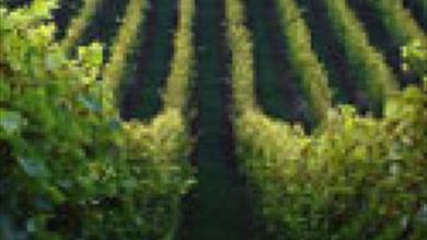 Thumbnail for Old Walls Vineyard