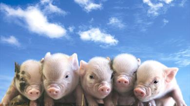 Thumbnail for Pennywell - Devon's Farm and Wildlife Centre