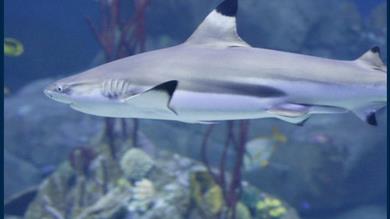 Thumbnail for National Marine Aquarium