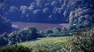 Thumbnail for Sharpham Vineyard and Cheese Dairy