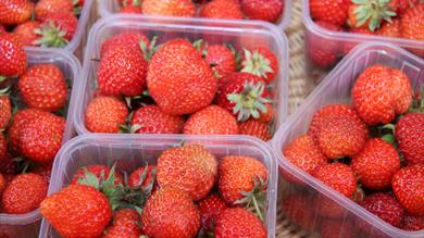 Thumbnail for Newton Abbot Farmers' Market
