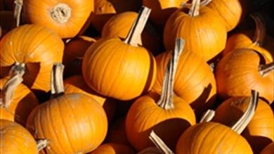 Thumbnail for First Ever Powderham Pumpkin Festival at the Country Store Complex