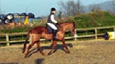 Thumbnail for Wembury Bay Riding School