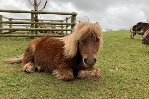 Pennywell Farm ponies