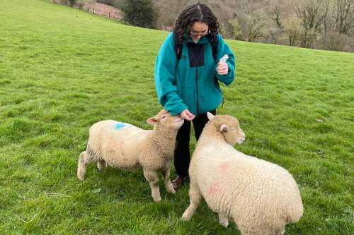 Pennywell Farm Sheep