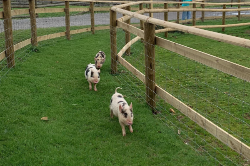 Pennywell Farm pigs