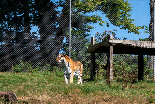 dartmoor zoo tiger