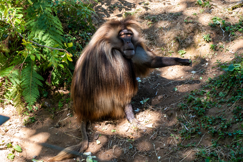 dartmoor zoo monkey