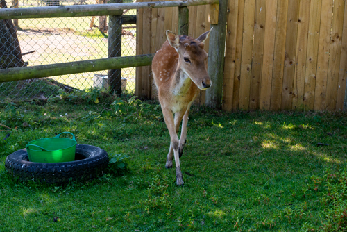 Dartmoor Zoo