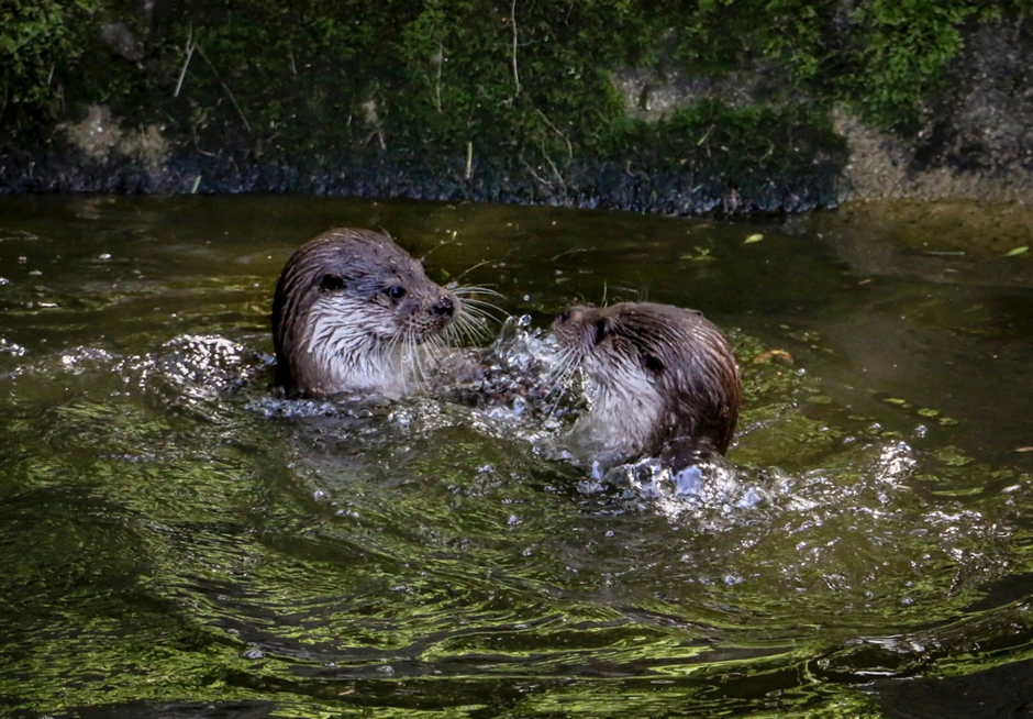 Buckfast Otters