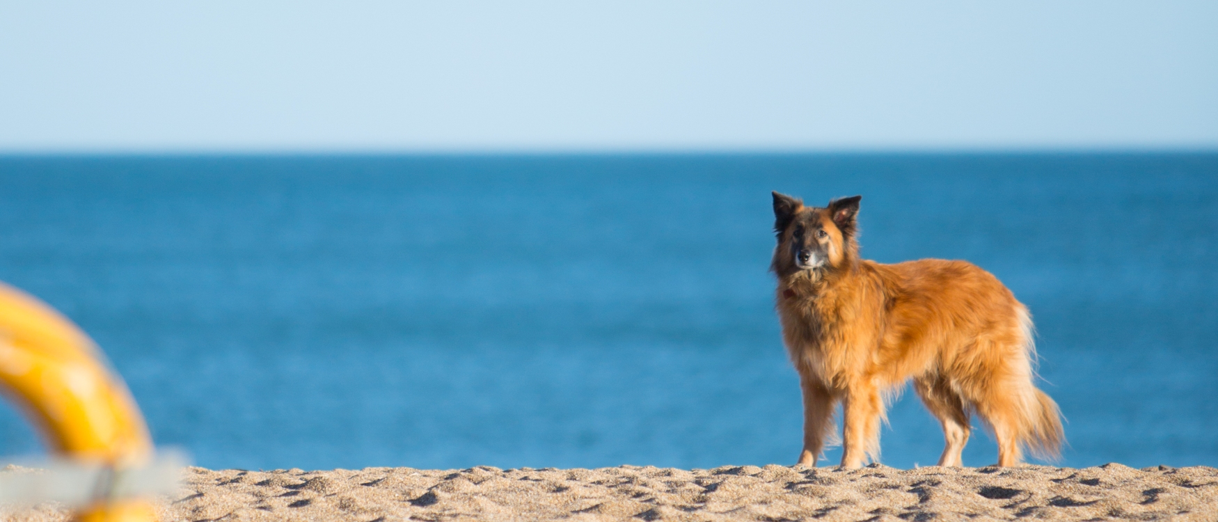 are beaches safe for dogs