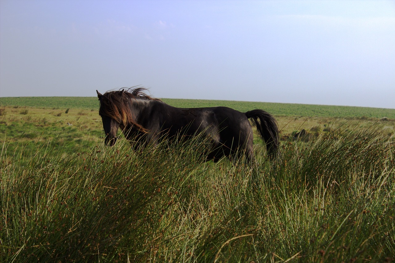 Dartmoor Horse