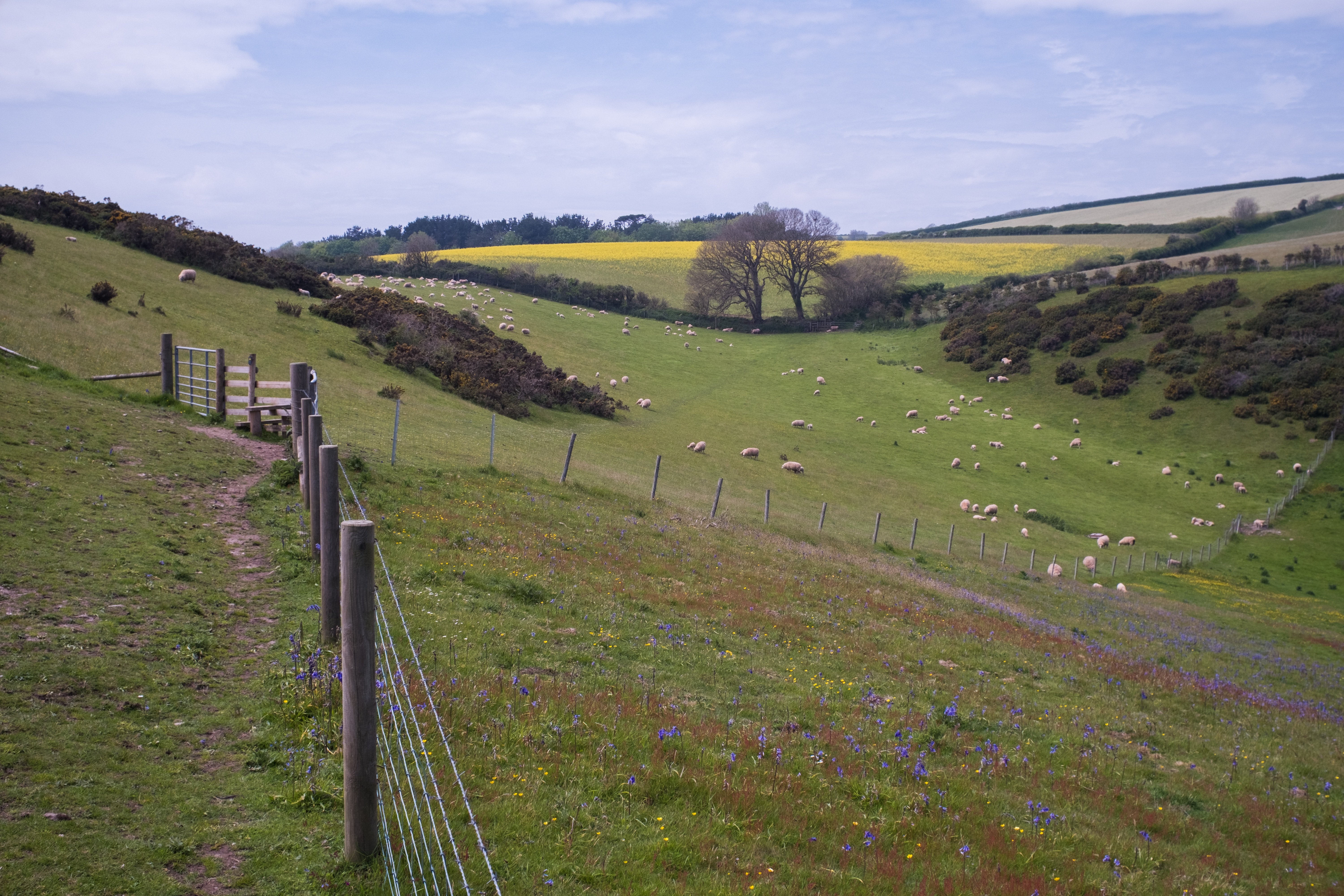 a field with a fence and sheep grazing on it
