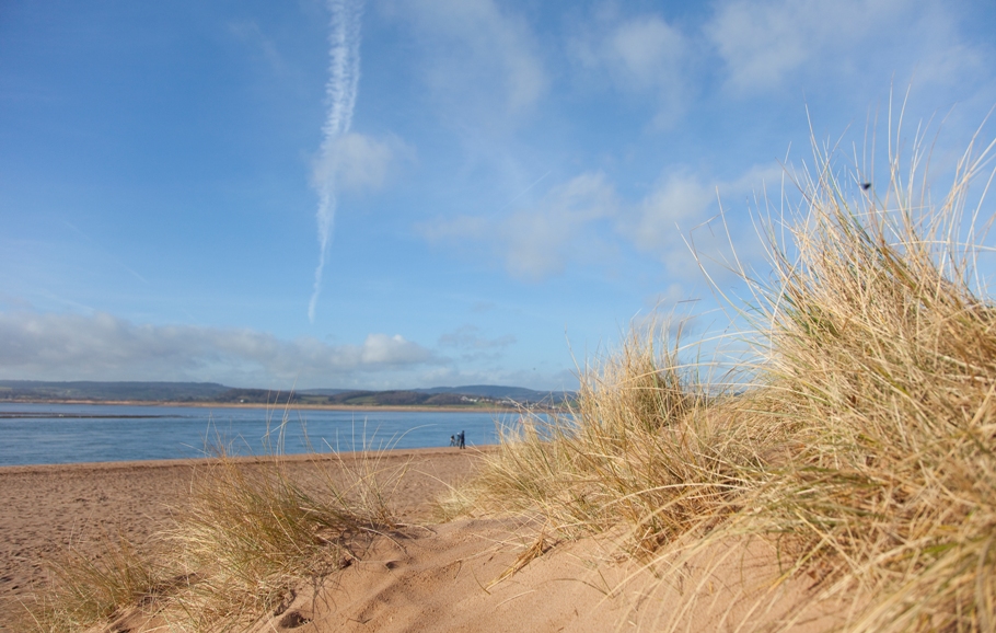 Shell Exmouth Can You Take Dogs On Exmouth Beach