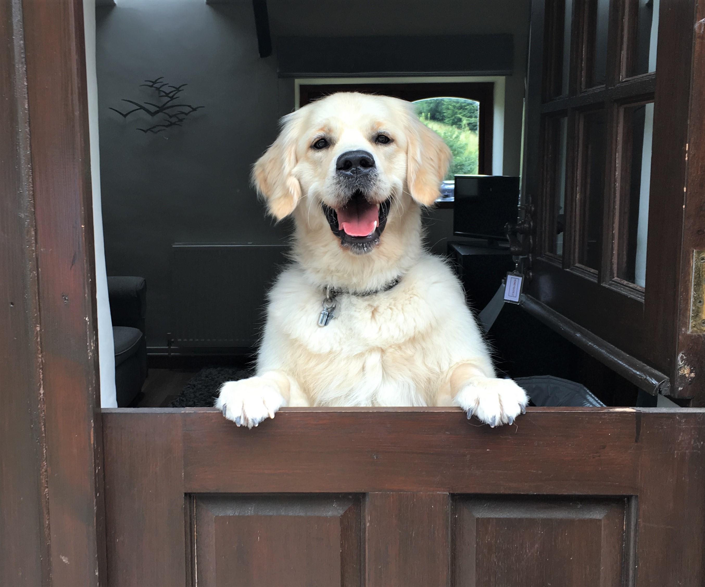 dog friendly south devon