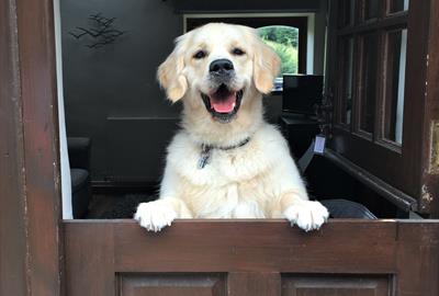 Dog Friendly Accommodation In South Devon