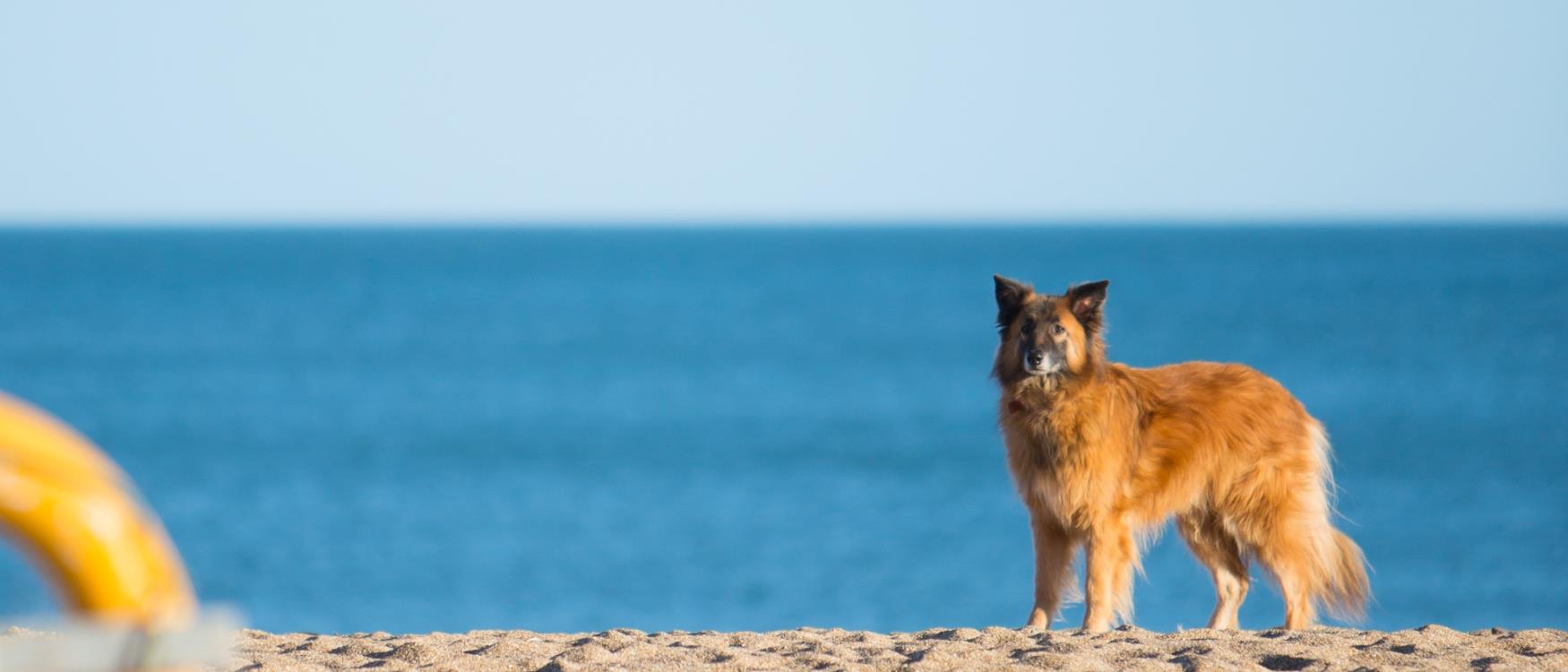 Dog Friendly Places To Eat In South Devon