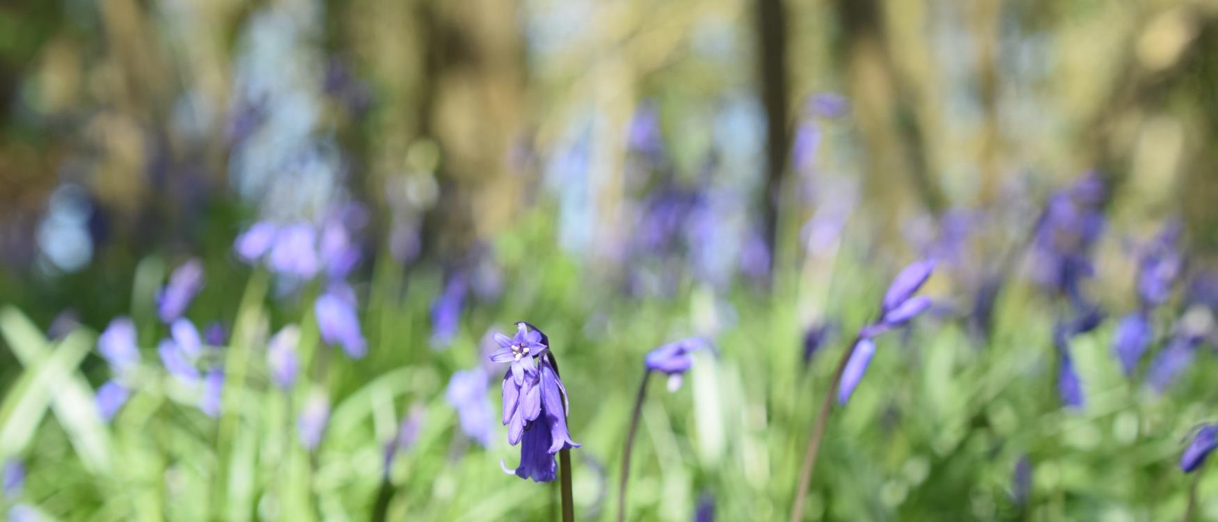 Garden Centres In South Devon