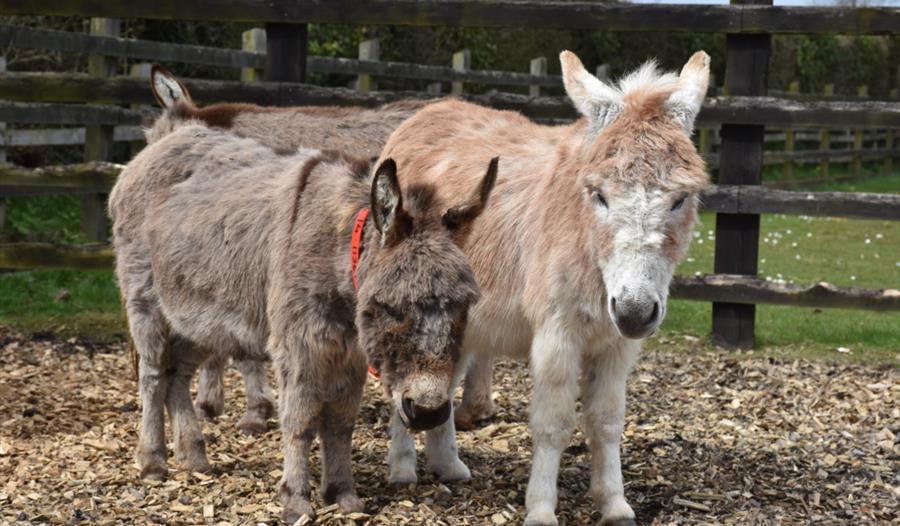 The Donkey Sanctuary Sidmouth Visit South Devon